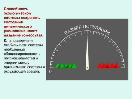 Динамическое равновесие организма