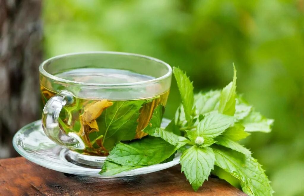 Чай из листьев смородины и мяты. Herbal перечная мята. зеленый чай. травяной отвар.