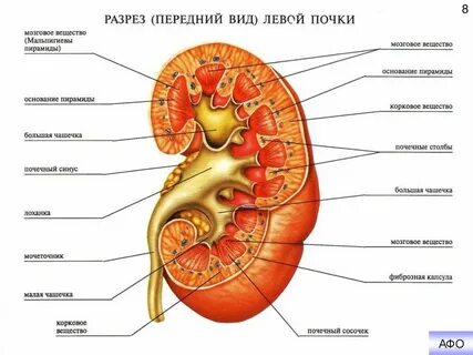 Уплотнение структур почечных синусов