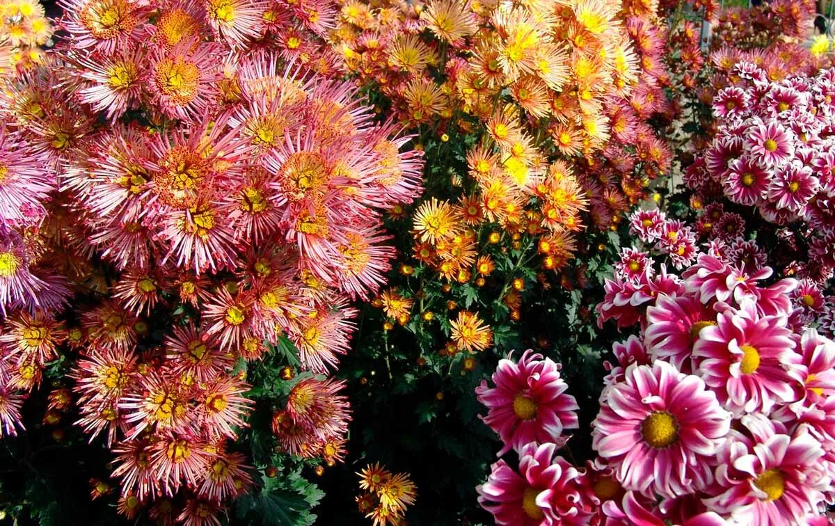 Хризантема годе. Хризантема chrysanthemum монинг. хризантема мелкоцветковая кэри. хризантема голден файер. хризантема мелкоцветковая «юнона».