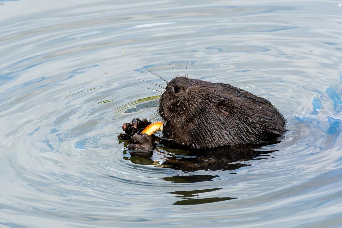 обыкновенный бобр. бобры для детей. азиатский речной бобр. бобр добр. речной бобр западносибирский подвид.