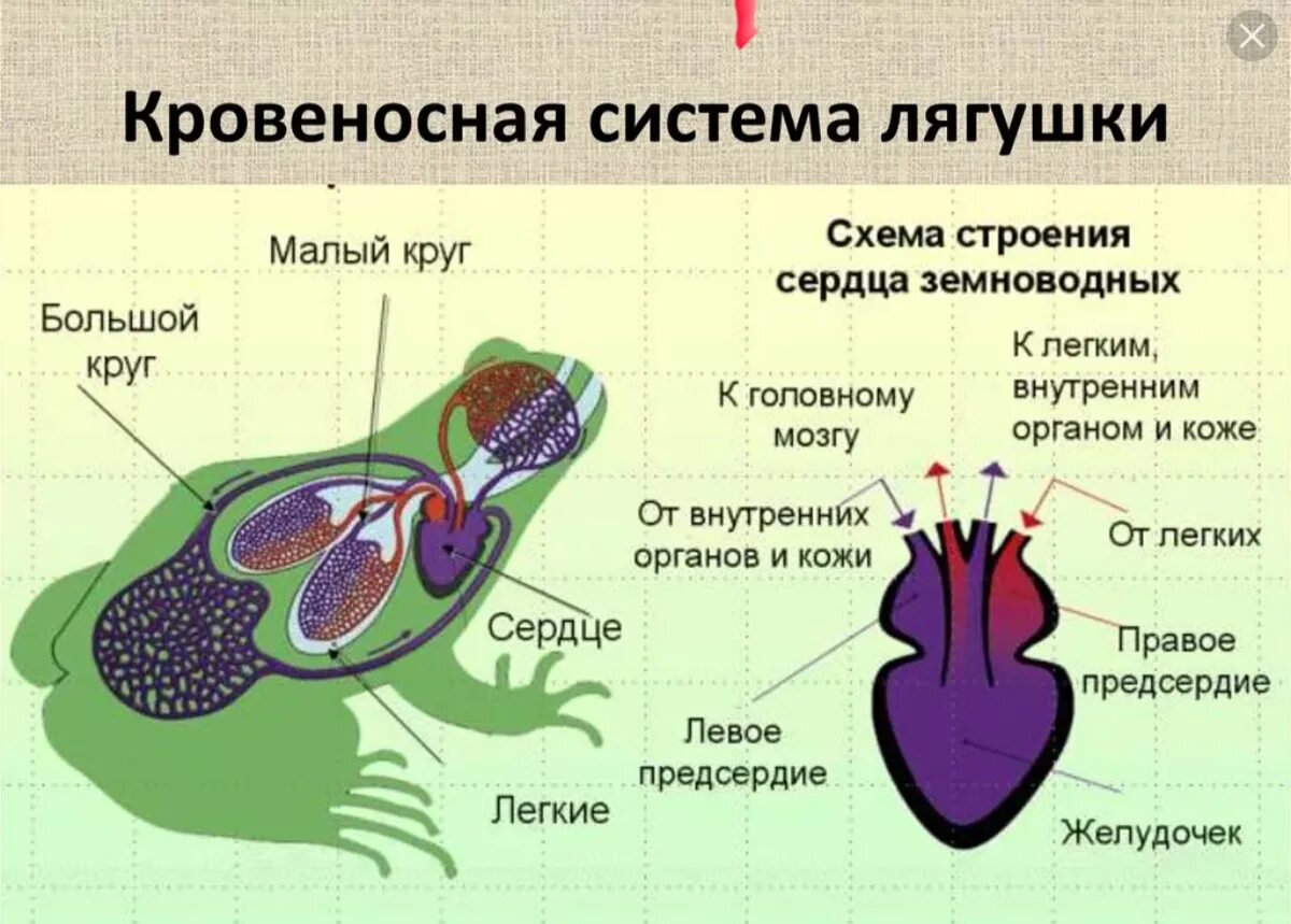 Строение кровеносной системы амфибий схема. Кровообращение строение сердца земноводных. Малый круг кровообращения у земноводных схема. Строение кровообращения лягушки.