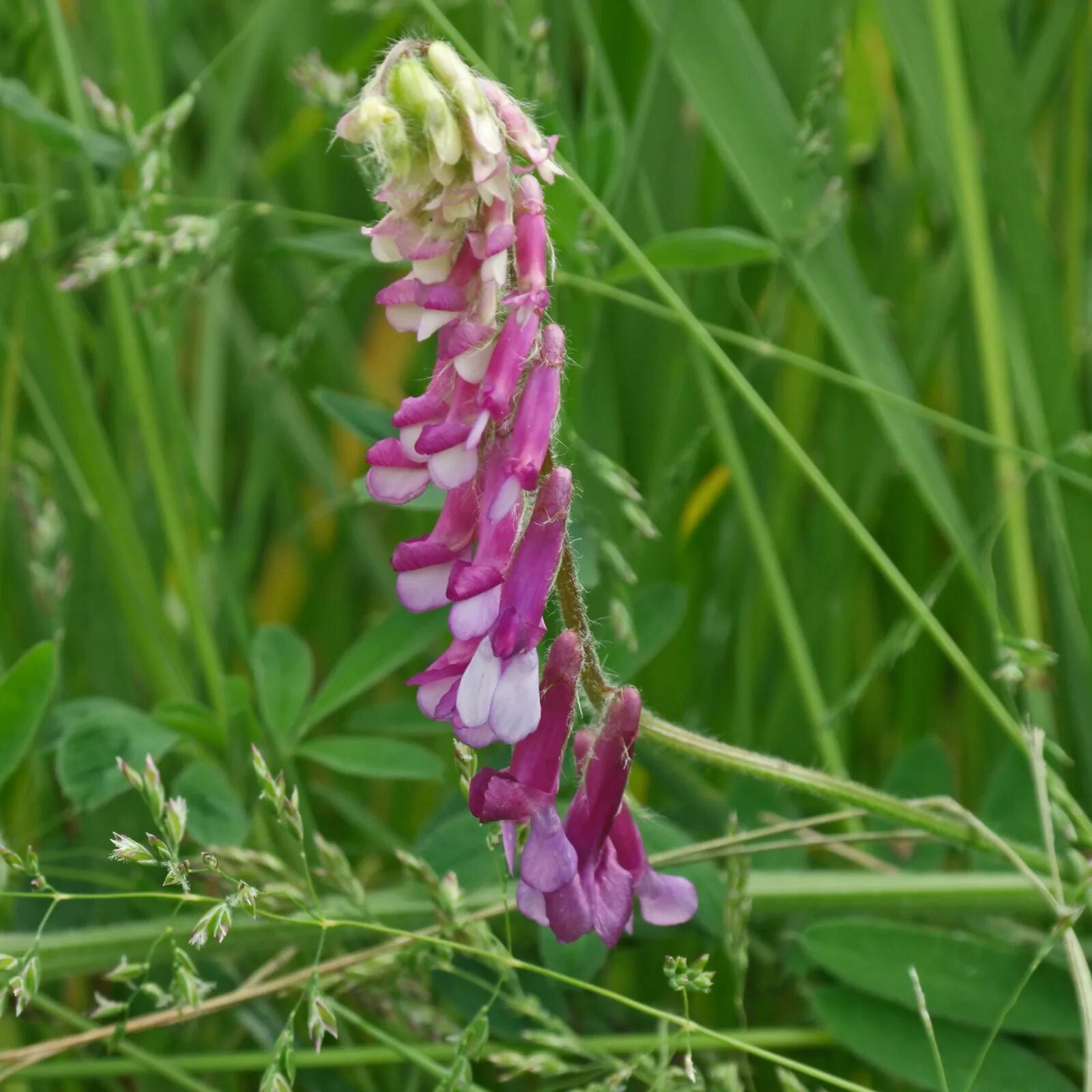 Plant wiki. Вика растение бобовых. Вика трава кормовая. Вика озимая. Вика Яровая сидерат.