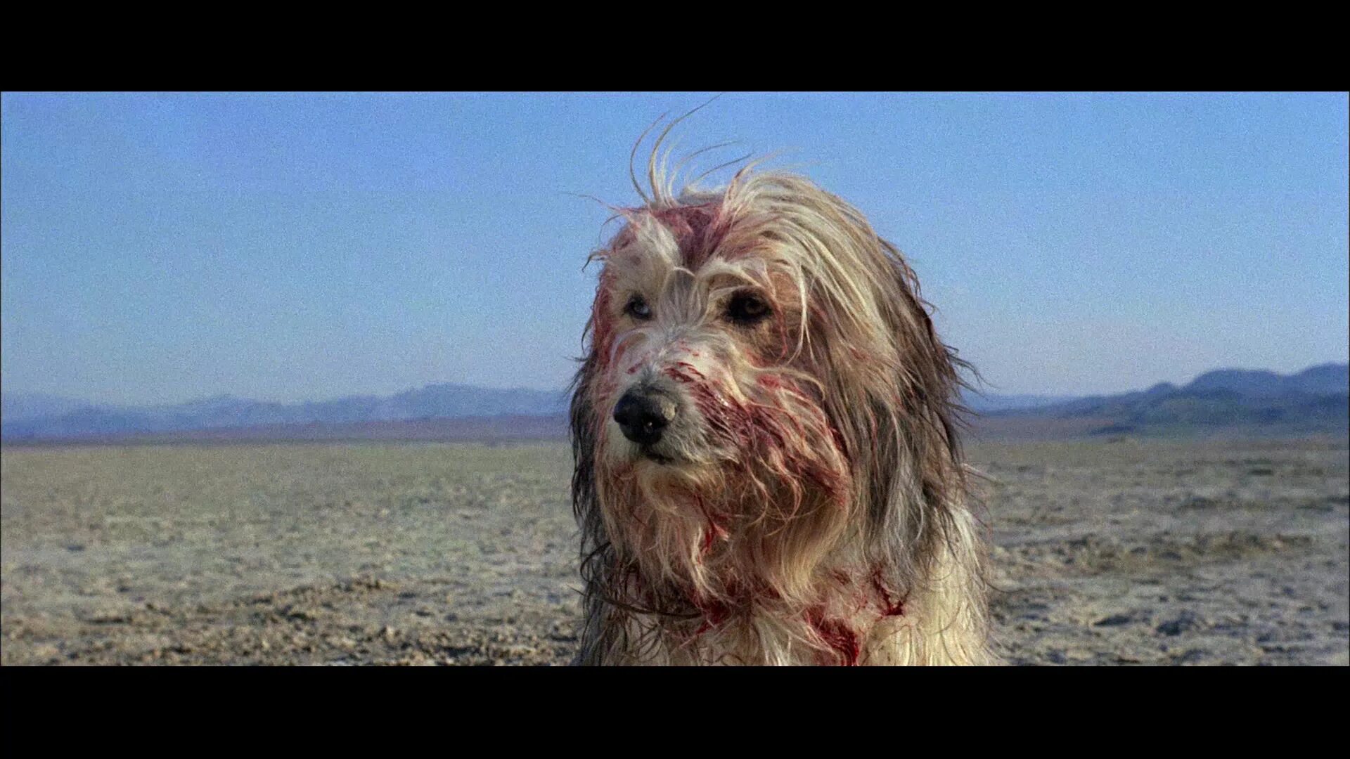 Парень и его пёс 1974. The boy is his dog. Эллисон харлан парень и его пес. The boy is his dog. Парень и его пёс 1974.
