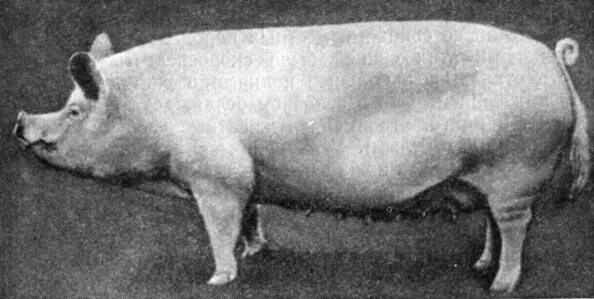 Экстерьер свиньи. Порядок убоя животных на мясо. Свиней курсовая работа. Свиней курсовая работа. Свиней курсовая работа.