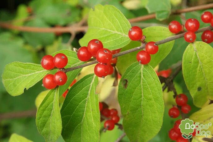 Жимолость лісова (Lonicera xylosteum) купити саджанці ягідних культур з достав