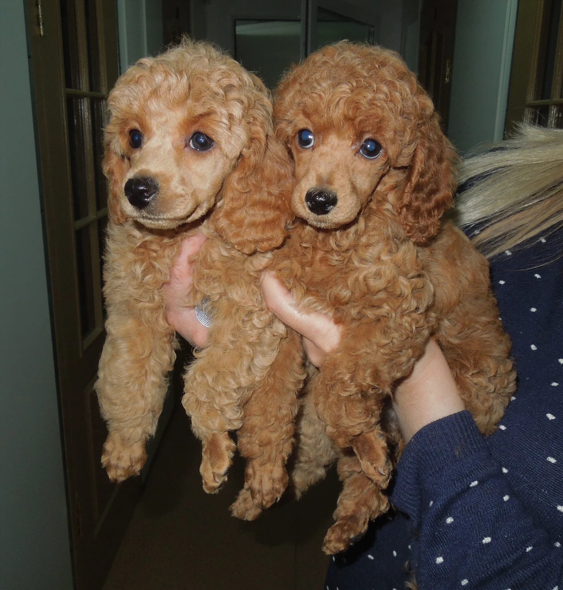 карликовый пудель окрасы. щенки карликового пуделя москва. той пудель. карликовый пудель черный. карликовый пудель кремовый.