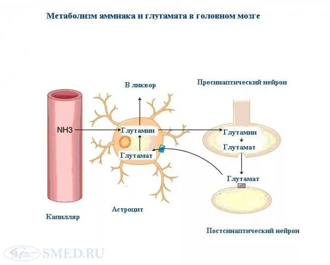 Мозговой метаболизм. Метаболизм аммиака. обмен веществ в нейроне. обмен веществ в головном мозге. обменные процессы в мозге.