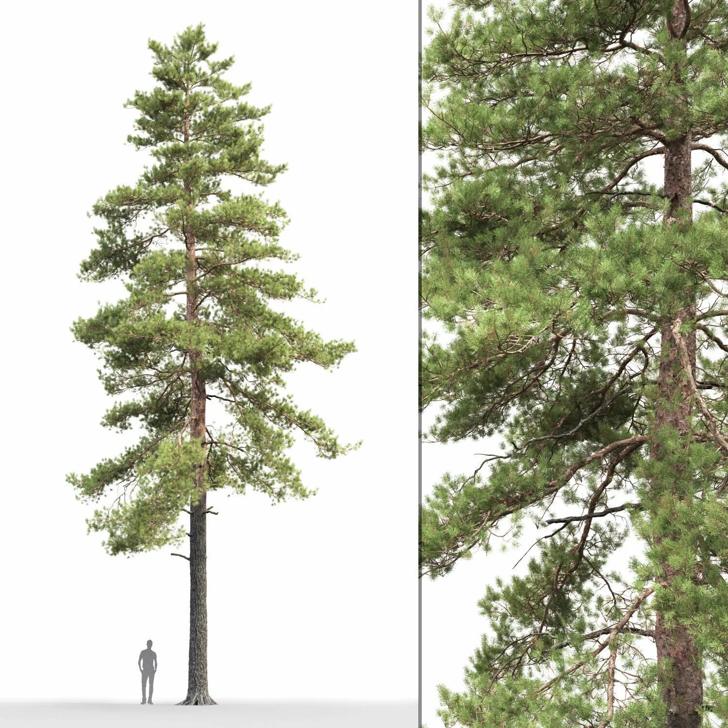 Tree 18