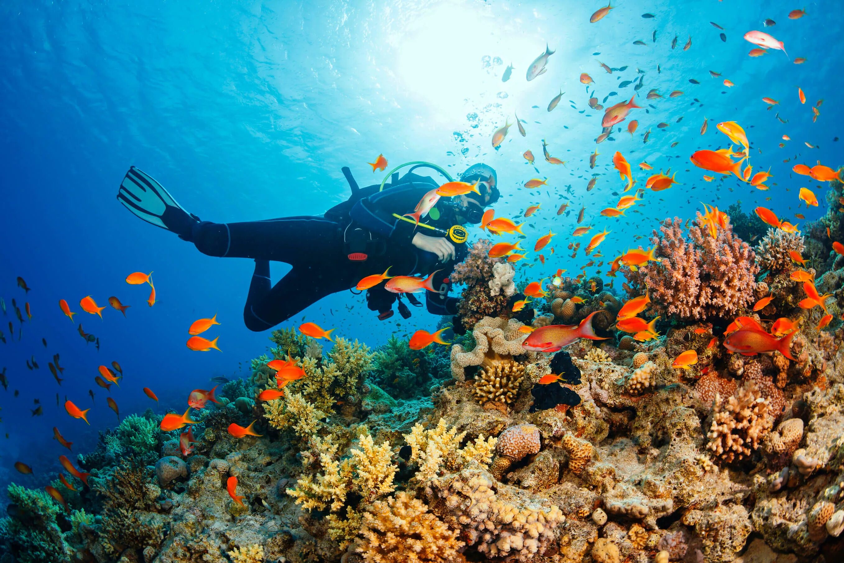 Reef tourism. Снорклинг Шарм Эль Шейх. Шарм-Эль-Шейх риф снорклинг. Подводный мир Египта Шарм-Эль-Шейх. Морской парк на рифах Туббатаха.