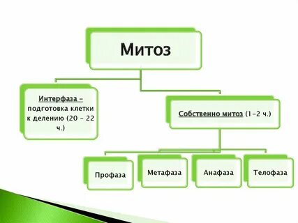Подготовка клетки
