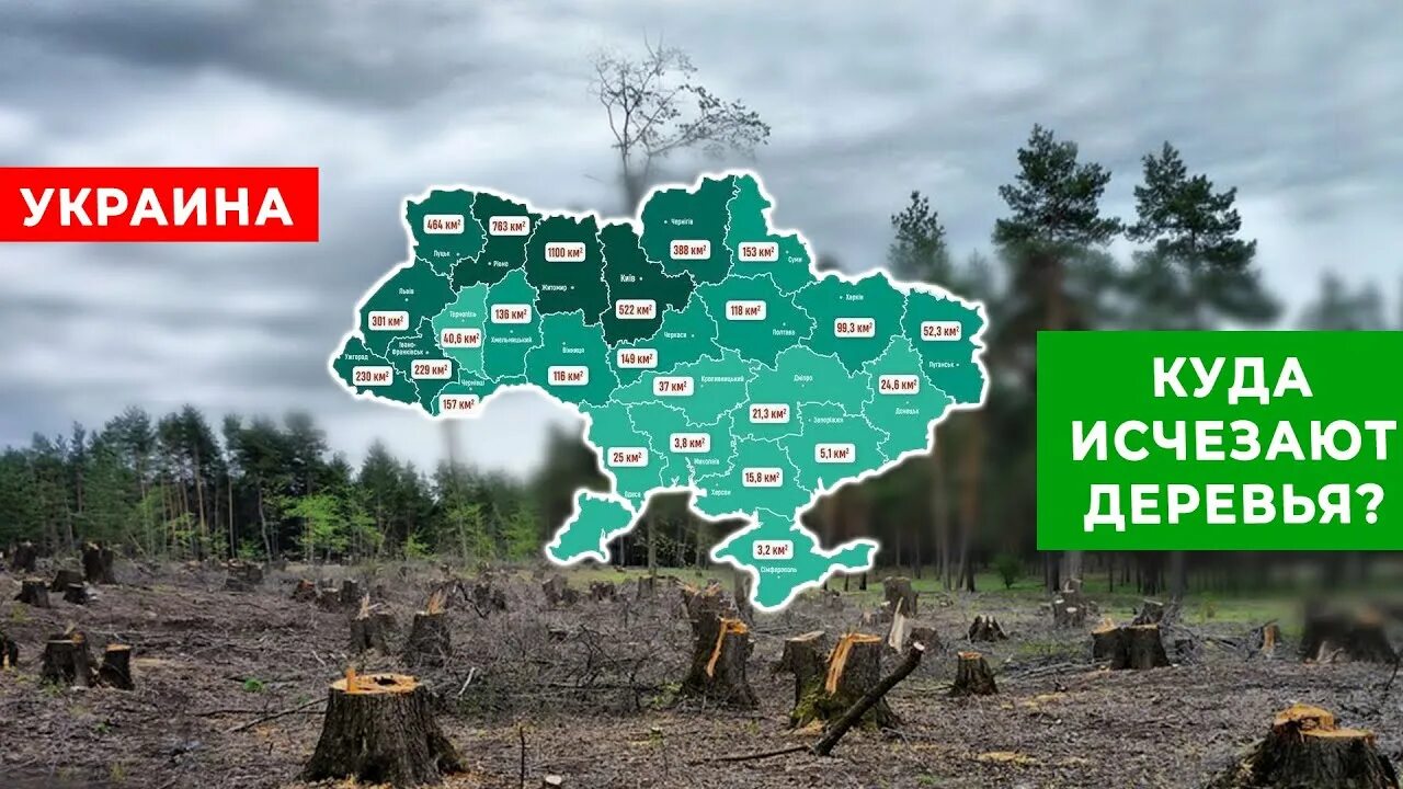 Куда деваются дерево