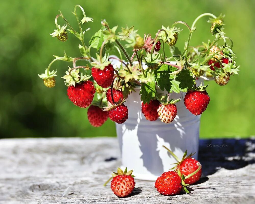 ягоды в лукошке. июнь природа. лесная клубника и земляника. лето дары лета. корзина с ягодами.