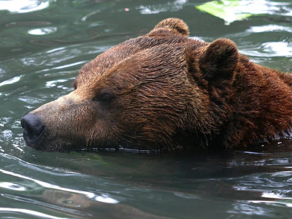 Медведь умывается. Бурый медведь плавает. Бурый медведь плывет. Бурого медведя умывается.