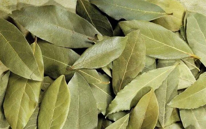 Bay leaf stock photo. Image of green, flat, refreshment - 11348714