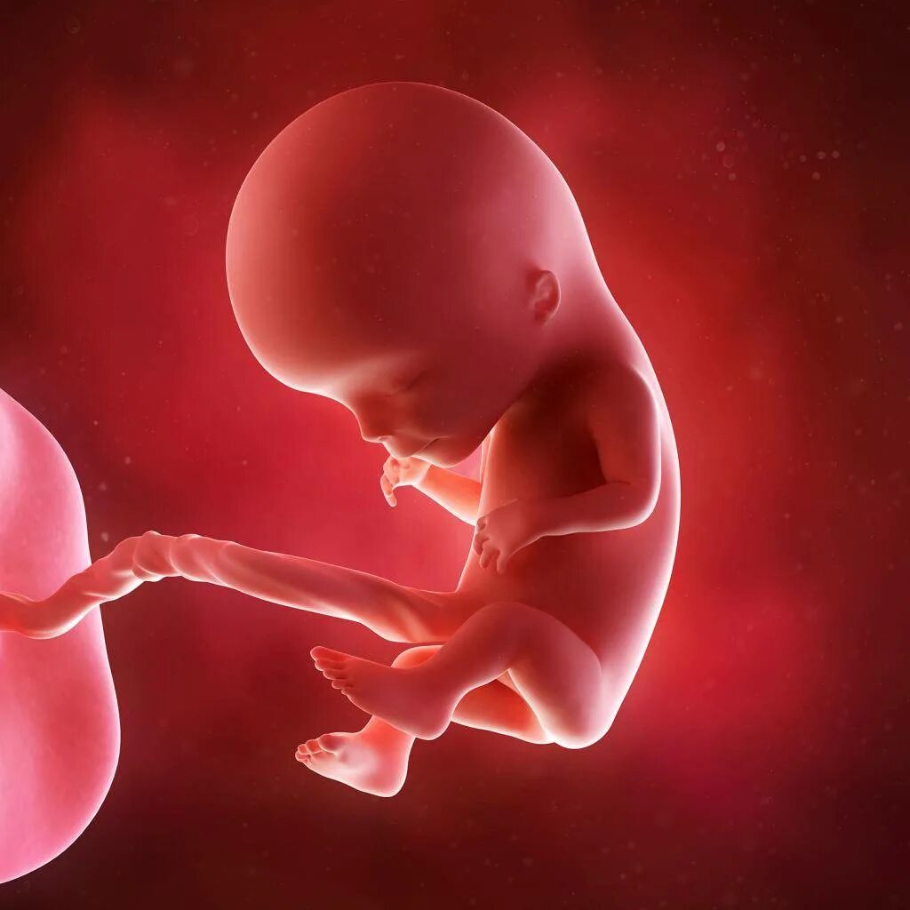 Акушерские и эмбриональные недели. Плод ребенка на 12 неделе беременности. Эмбрион на 12 неделе беременности. Плод на 11-12 неделе беременности.
