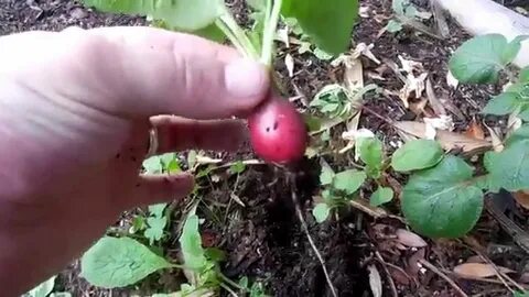 Кто ест редиску