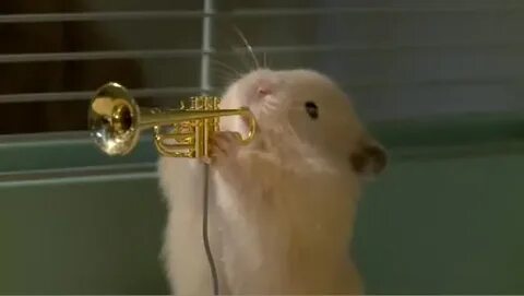Грустный хомяк скрипка