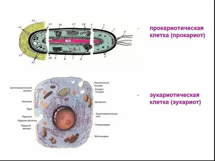 Клетка спутница имеет ядро