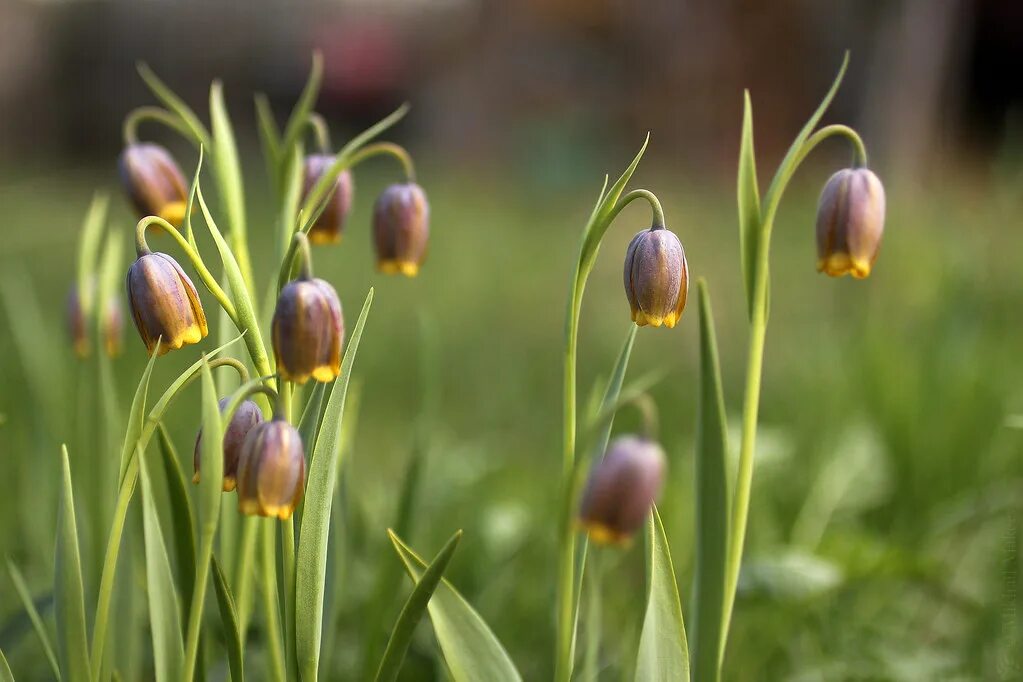 Фритиллярия ува вульпис. Uva-vulpis фритиллярия. рябчик лисьеягодный. рябчик uva-vulpis.
