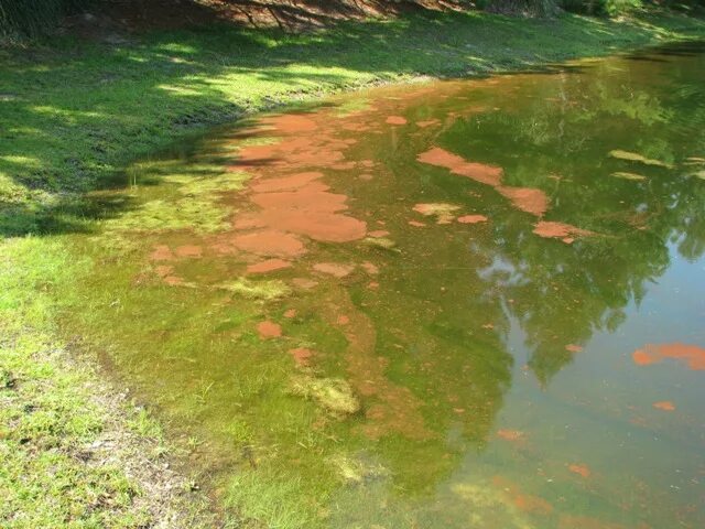 Поверхность прудов летом бывает сплошь затянута водорослью