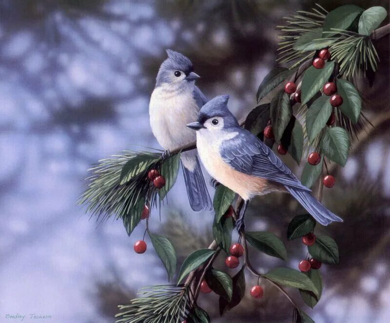 Художник Брэдли Джексон Bradley Jackson. Bradley Jackson картины синицы. Зимние птицы. Красивые птицы.