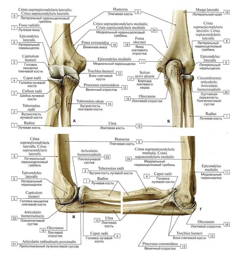 Кости предплечья кость анатомия. Плечевая кость локтевой сустав. Лучевая кость локтевого сустава анатомия. Локтевой сустав строение анатомия костей. Локтевого мыщелка