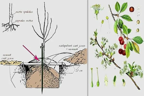 Когда сажать вишню весной. Корневая шейка у черешни. Обрезка вишни ШПАНКИ. Корневая система вишни ШПАНКИ. Корневая шейка у войлочной вишни.