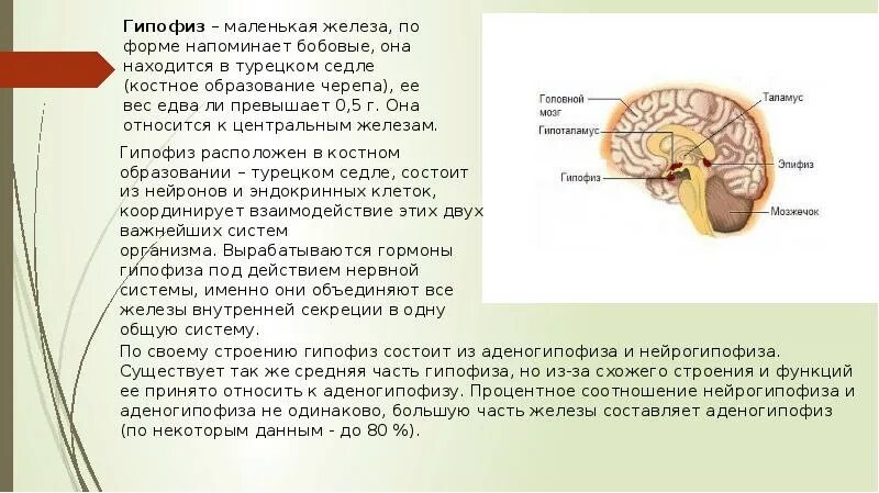 Пример гипофиза. Гипофиз строение и функции анатомия. Где находится гипофиз.