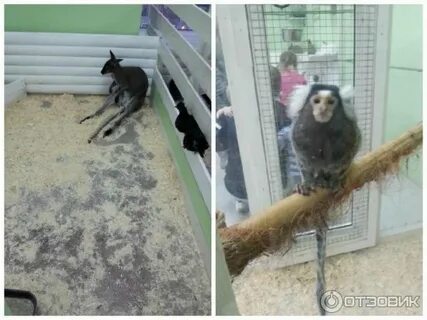 Контактный зоопарк в уфе адреса