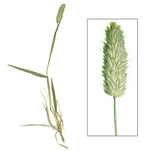 Тимофеевка аллергия. Тимофеевка аллергия. Тимофеевка луговая аллергия. Аллергия на луговые травы. Перекрестная аллергия к пыльце злаковых трав.