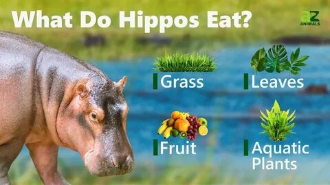 Hippo перевод с английского