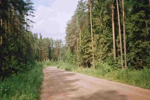 Дорога на чащу