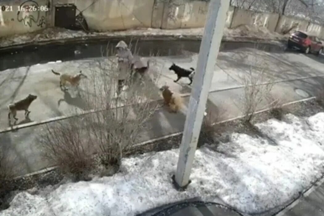 Оренбург бродячие собаки. Бездомные бродячие собаки нападают на людей. В Оренбурге стая собак напала на ребенка. Бездомные собаки Оренбург.