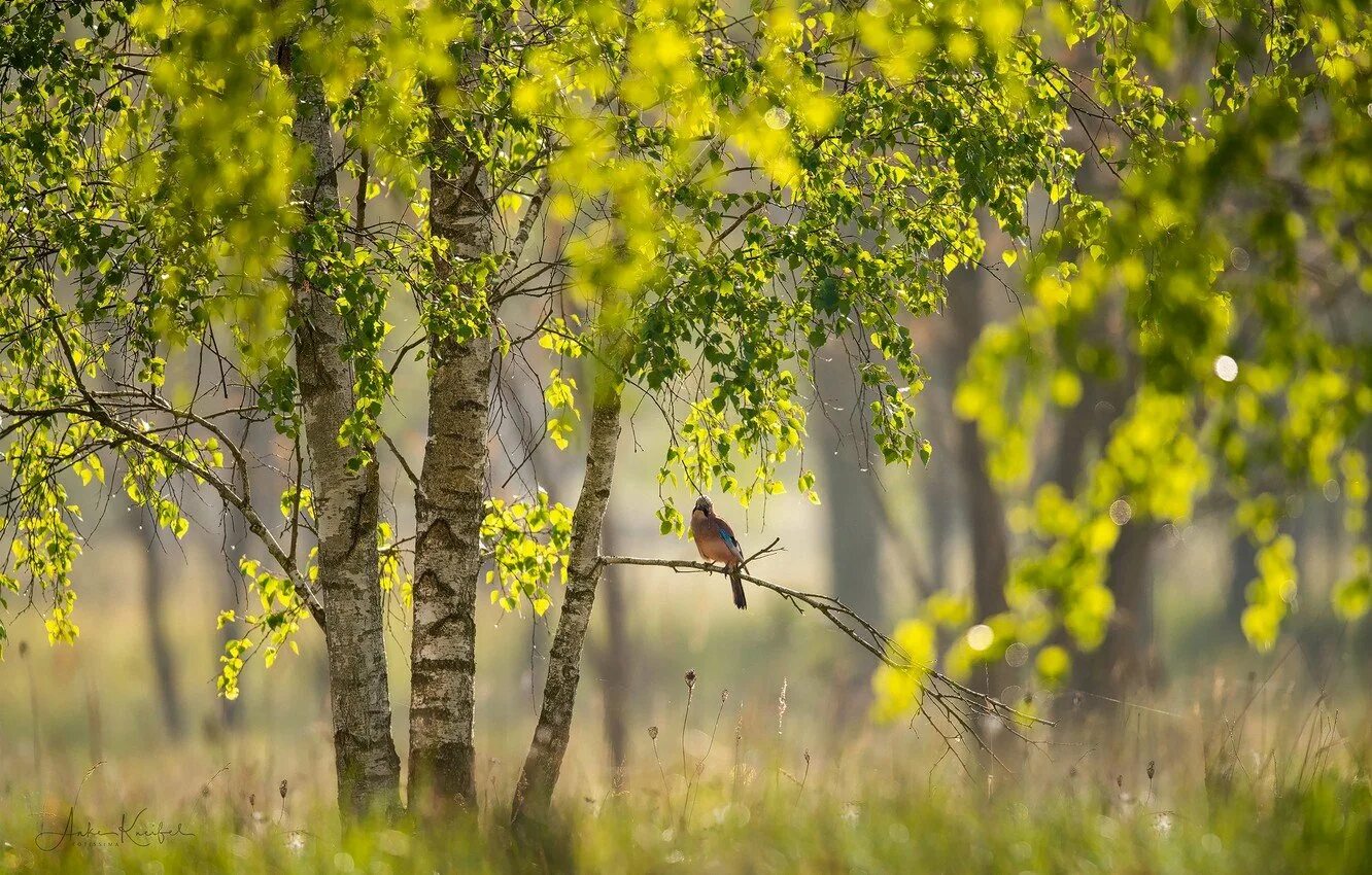 Птицы радуются солнцу. Весенняя природа. Весенняя береза. Весна березы. Природа весной.