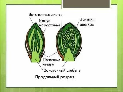 Что является зачатком будущего растения