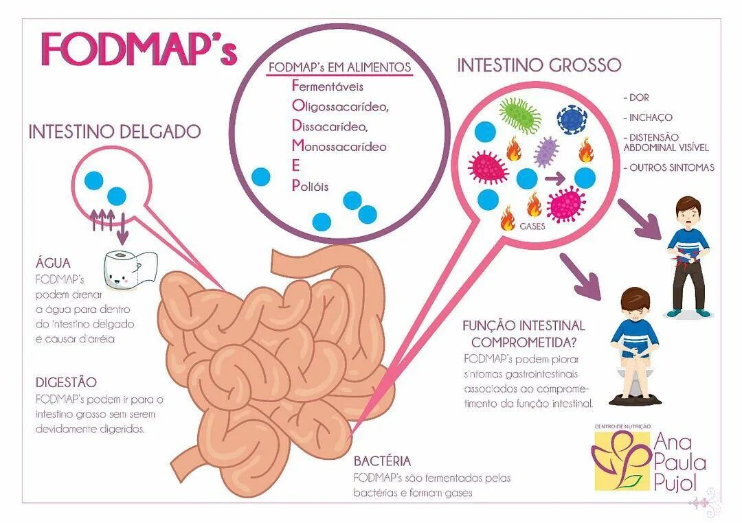 Para que sirve el intestino delgado