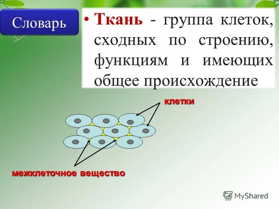 ткань это группа клеток. группа клеток с сходным строение и выполняющих определенные функции. группы тканей животных. группу клеток сходного выполняющую в организме. ткань это группа клеток.