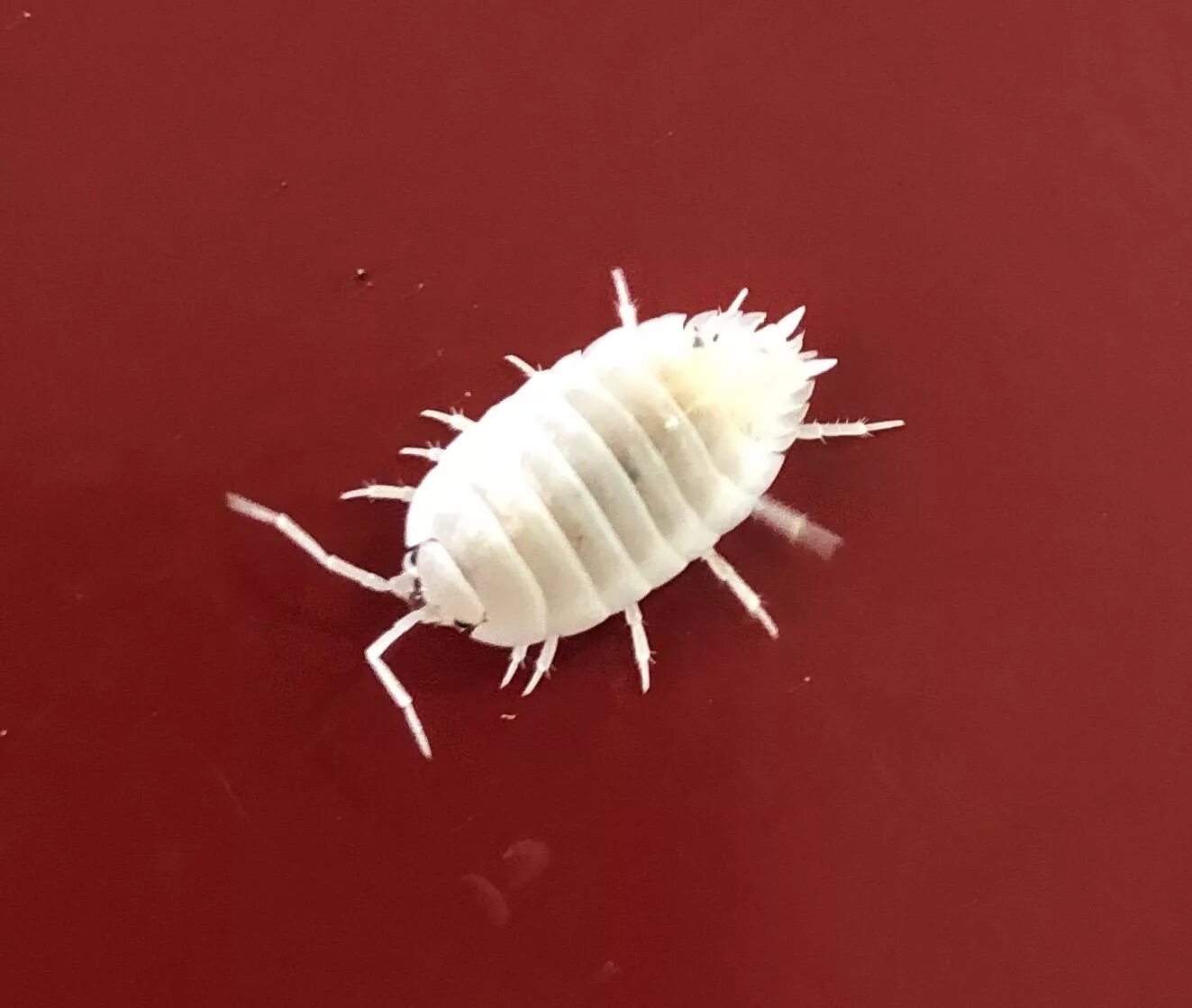 Жизнь мокрицы. Мокрица альбинос. мокрица чешуйница белая. мокрицы porcellio laevis orange. мокрица обыкновенная.