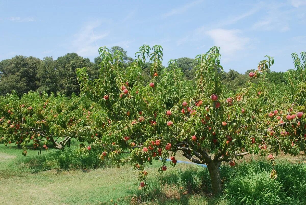 На какой год плодоносит персик. Нектарин дерево. Нектарин дерево Крым. Дерево нектарин и дерево персик. Плодовые деревья персик.