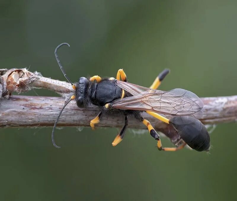 Оса сцелифрон гнездо. Оса sceliphron caementarium. Сцелифрон пелопей. Сцелифрон пелопей. Оса сцелифрон гнездо.