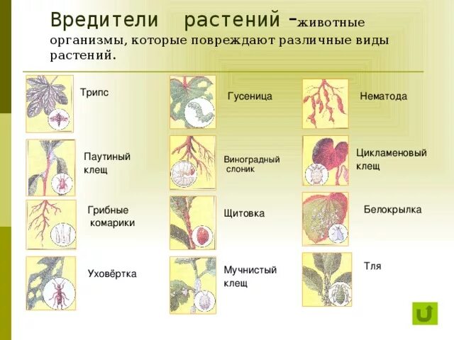 Список вредных организмов. Вредители комнатных растений таблица. Болезни растений названия. Виды заболеваний растений. Типы болезней растений.