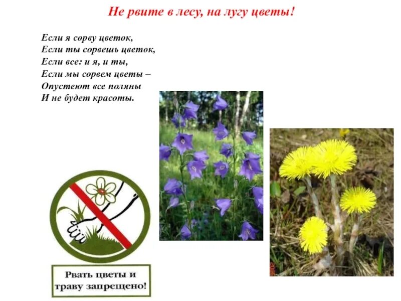 Не рви в лесу, на лугу цветов.. Срывать цветы. Не рви цветы в лесу. Не рвать цветы.