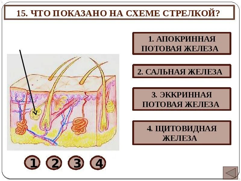 Апокринные потовые железы. Эккринные и апокринные потовые железы. Основы физиологии кожи и волос. Эккринная потовая железа. Какие функции потовых и сальных желез