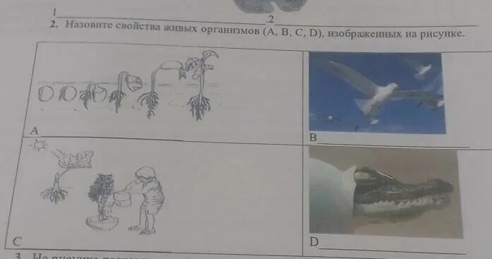 Живой организм изображенный на рисунке. Какое свойство живых организмов изображено на рисунке?. Как называется свойство живых организмов, изображенное на рисунке?. Какое свойство живых организмов изображено на рисунке одуванчик.