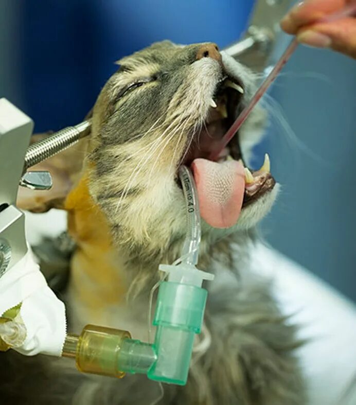 рентген снимок нижней челюсти собаки. опухоли мозга у животных. опухоль мозга кота. опухоль головного мозга у собаки. опухоль головного мозга у собаки.