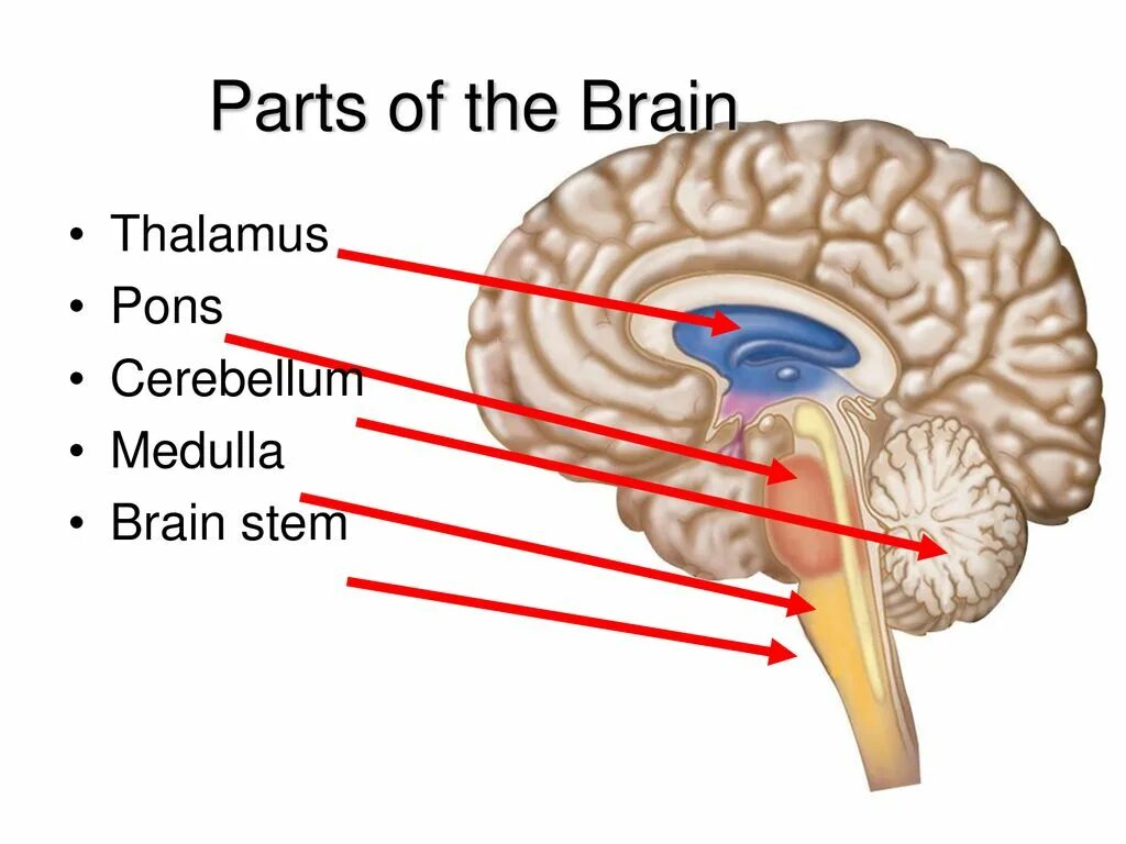 Brain tasks. Pons brainstem. Parts and structures of the Brain. Таламус. Parts of Brain and their function.