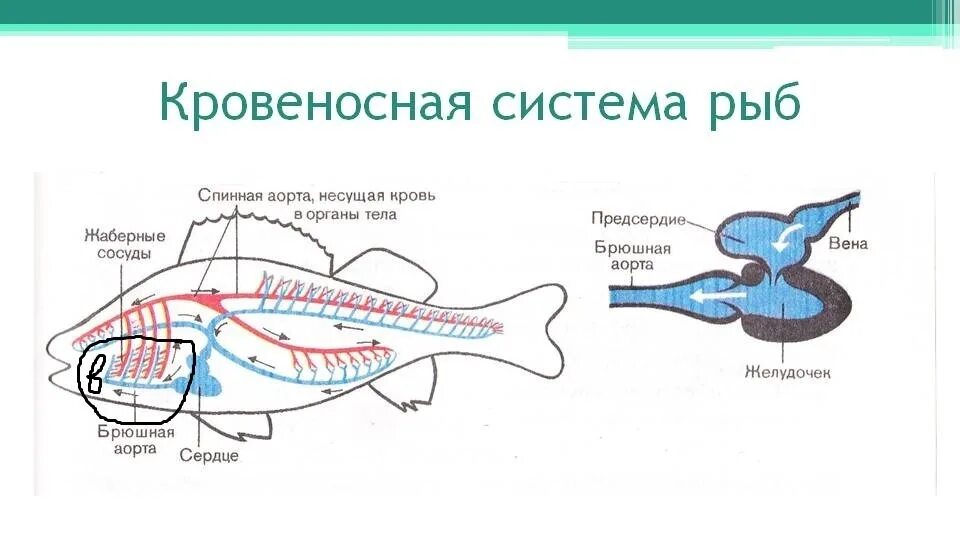 У рыб 1 круг кровообращения. Кровеносная система рыб схема. Система кровообращения у хрящевых рыб. Строение кровеносной системы костных рыб. Кровеносная система костных рыб схема.