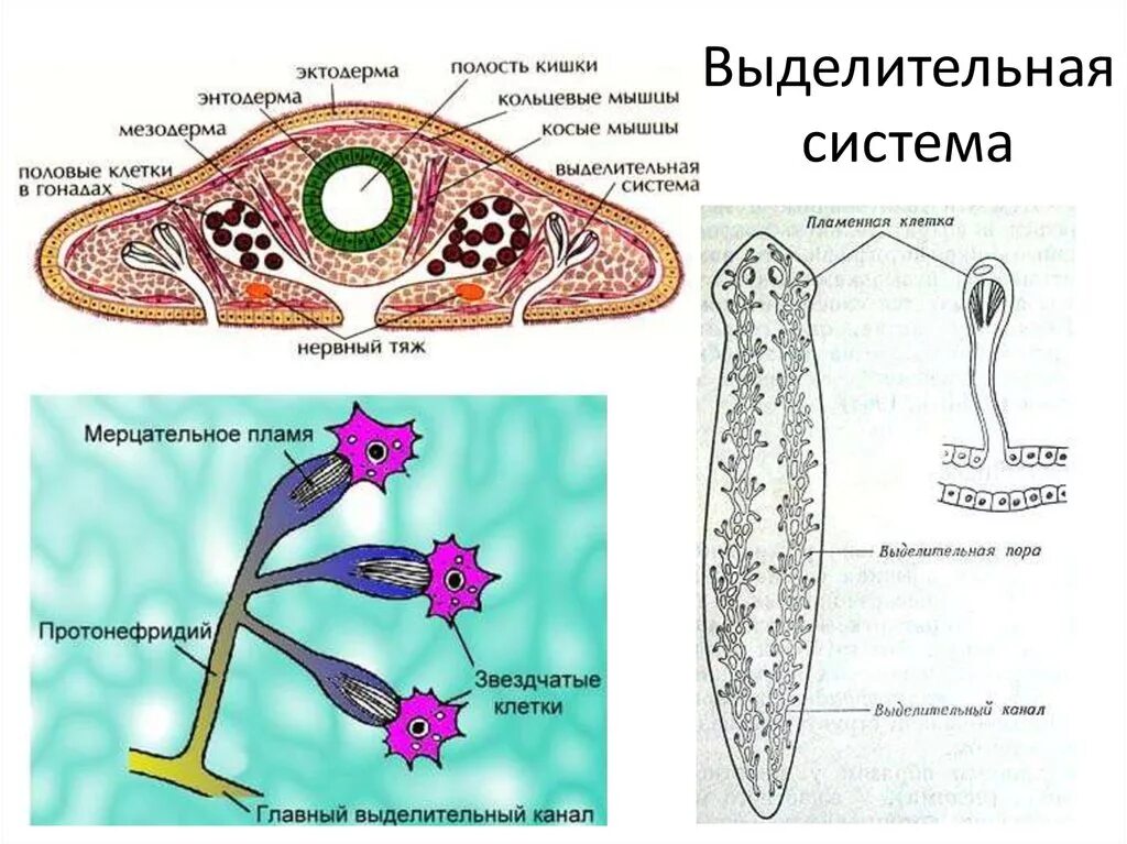 Система ресничных червей. Выделительная система белой планарии. Схема выделительной системы планарии. Выделительная система ресничных червей. Строение выделительной системы плоских червей.
