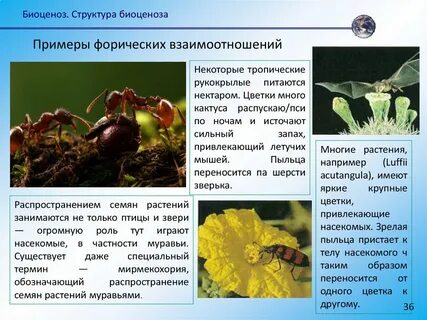 Симбиотические отношения устанавливаются между мухой и синицей